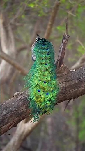 Amazing Peacock Facts That Will Leave You Speechless! 🦚