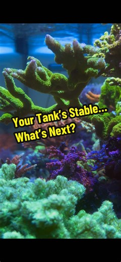 Your reef tank’s finally stable… now what? 🪸 Here’s what to do next to keep things growing and balanced. #r#reeftankr#reefkeepings#saltwatertankb#beginnerreeflordsreef