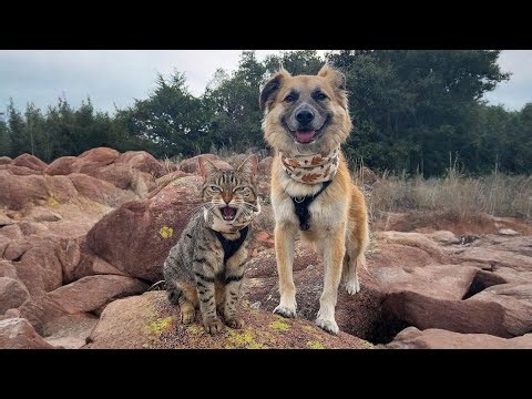 Rescued Cat Adopts Traumatized Dog | An Unlikely Friendship That Will Restore Your Faith in Love