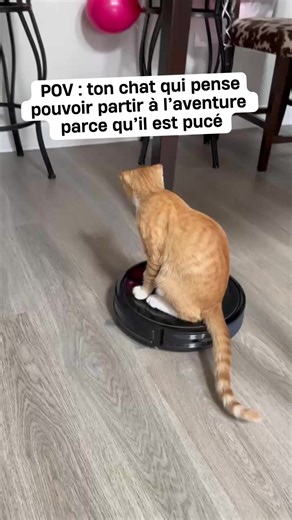 Depuis que ton chat est pucé, il se prend pour Hamilton