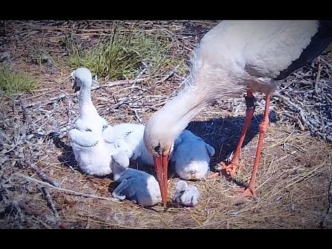 Rare behaviour of storks - Stork mom secretly feeds her Benjamin | Bohunka tajně krmí Pětníčka ❤