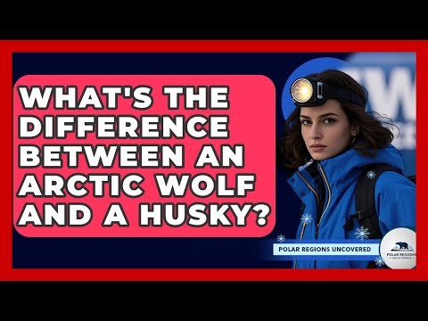 What's The Difference Between An Arctic Wolf And A Husky? - Polar Regions Uncovered