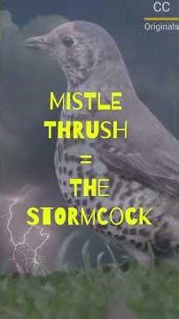 Types of Thrush Found in the World 🐦 Critter Chronicles