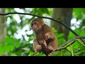 Breaking news morning: New abandoned monkey Stump-tailed macaque, comes back after missing 3 days💕🐒