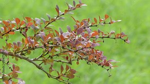 Berberis vulgaris, also known as common barberry, European barberry or simply barberry, is a shrub in the genus Berberis. It produces edible but sharply acidic berries.