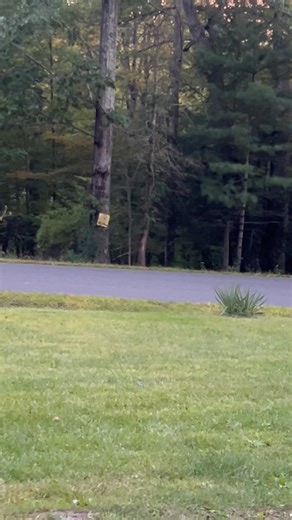 We live in New York, we don't have "wolves" here according to the DEC. This is from a few months back when the " coyotes"stopped yipping for about 2 months, they came back this last full moon, accompanied by this as well. Mind you we've lived here 7 years, we hear this every night, have never ever seen a coyote. I've explored all around these woods and have never seen a paw print, we've chased the howls down as it was happening and didn't hear a single leaf rattle, stick break, nothing, just abs