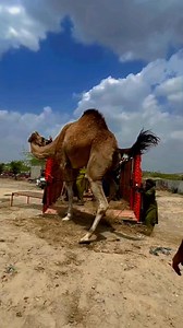 27K views · 74 reactions | Anger camel loading in mini truck #fbreelsfypシ゚viralfbreelsfypシ゚viral #pageviralシ゚ #fbreels2025ツ #fbreelsfypシ゚viralvideo #fbreelsfypシ゚viralシ #fypシ゚viralシfypシ゚ #fbpost2025シ #fypシviralシ2024 #reelsviralシ #StarsEverywhere #fb #ytshorts #short #reelsfacebook #IndvsPak | CoWhoof | Facebook