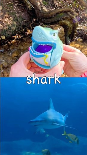 Sea Animal Names for Kids to Learn by the Branch: Shark Manatee Hermit Crab Clownfish Lobster