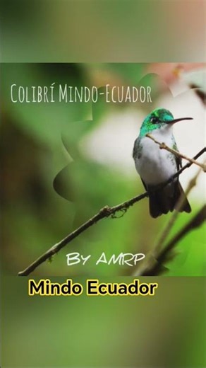 Mindo Ecuador Hummingbird