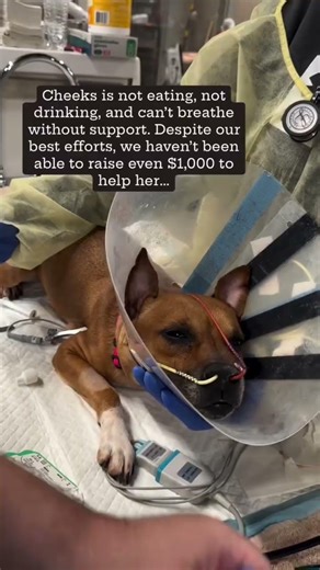 💔 Cheeks Is Still Fighting… But She Needs Us Now More Than Ever 🐾