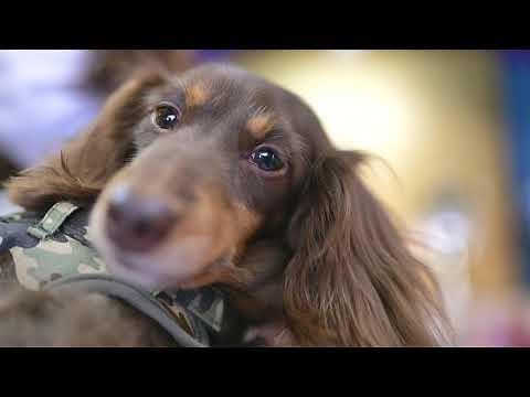 【公式】京都ペット火葬・葬儀・霊園【北白川ペット霊園】