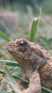 6.6K views · 412 reactions | A helping hand for a Toad in a hole. I found this Toad in an irrigation box on the golf course. Although there was a lot of food in there for it, it seemed to want out, so I helped it on its way. | The Robin Whisperer | Facebook
