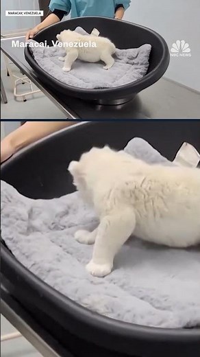 Two endangered white lion cubs are born in a zoo's conservation program