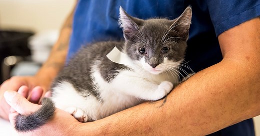 ASPCA Spay/Neuter Services for Rescue Professionals