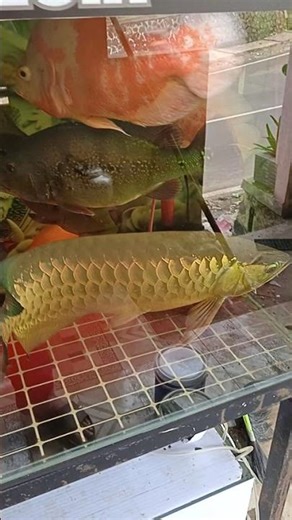 baru 50senti ikan arwana nya