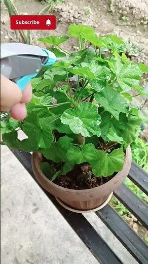 Geranium Care 🌸 Easy Plant Tips
