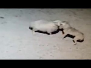 Wolf attacks the sheep. Wolf killed sheep