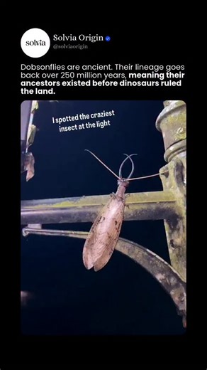 Solvia Origin on Instagram: "‼️The Dobsonfly: An Ancient River Predator Disguised as an Insect‼️ - The dobsonfly (family Corydalidae) is one of the largest and most misunderstood insects on Earth, not because of what it does as an adult, but because of the life it lives before anyone ever sees it. Adults typically measure 9–13 cm (3.5–5 inches) in wingspan, making them among the largest flying insects in North America and parts of Asia. Males are instantly recognizable by their elongated, sickle
