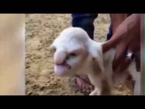 Man Cross Breed with Goat and Mix his DNA