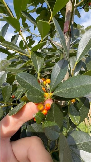 A STEP ABOVE THE REST DAHOON HOLLY 🌲 #native #nature #gardening #diy #beautiful