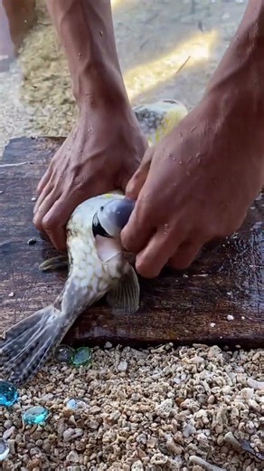 Deadly Puffer Fish Cleaning Process 😱 World's Most Dangerous Fish! 🐡⚠️
