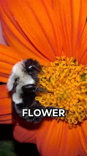 Bumblebee Found Sleeping On A Flower