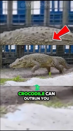 Crocodile RUNNING Like a Dog?! 🐊💨