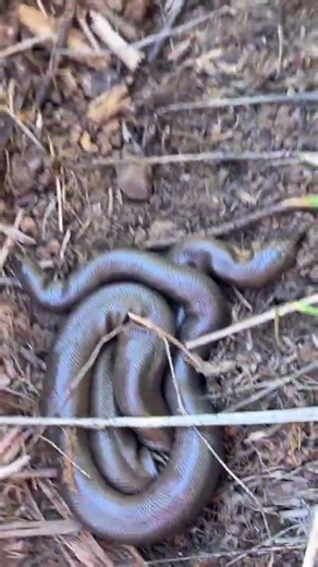 Flipping a SNAKE Under Carpet?????