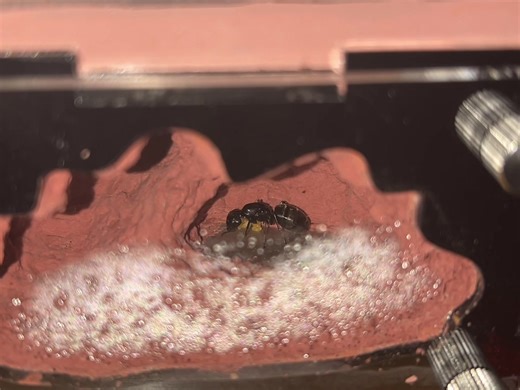 Did you know the queen initially tends to the first batch of eggs herself, using stored fat and wing muscles for nourishment until the resulting workers can forage. 🐜 #educational #ant #queen