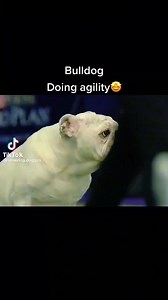 699K views · 10K reactions | I think the agility gene skipped Pablo's genetics  #BulldogPabs | BulldogPabs | Facebook