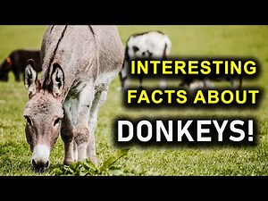 INTERESTING FACTS ABOUT DONKEYS!