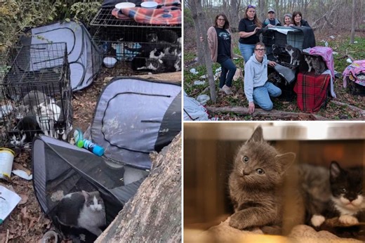 30 cats found living in grimy cages at bizarre hoarder camp near Long Island park: ‘Quite sickening’