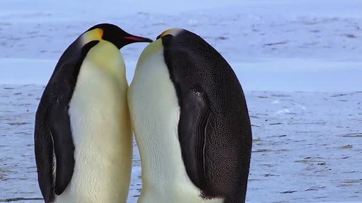 Happy Valentine's Day to lovers everywhere! | Animal Planet
