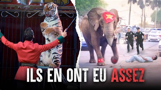 Quand les animaux de cirque attaquent, tout le monde panique