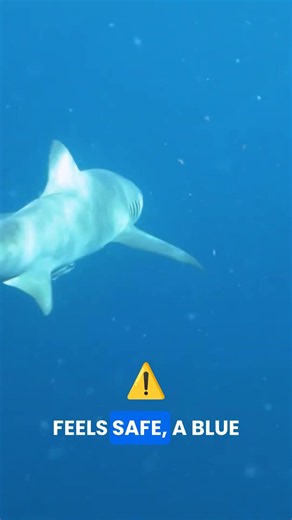 blue sharks remind us who really runs the ocean #wildlife #shark #shorts
