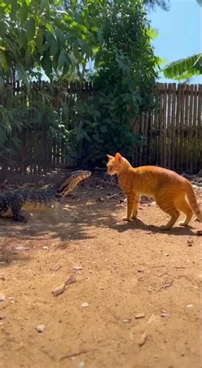 Fearless Cat Attacks Giant Monitor Lizard in Village Backyard #backflip #animals #cat #zoomoments