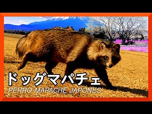 🐕🦝 Tanuki ► The Intriguing Japanese Raccoon Dog | Tanuki: Japan’s Fascinating Dog
