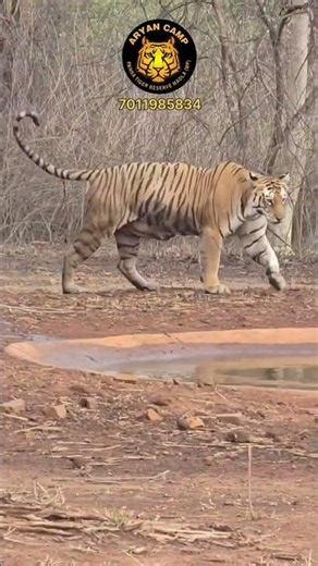 The Waterhole Queen Returns! 🐅 #bigcats #pannatigerreserve #tiger