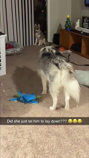 Dogs playing with humans like they’re best friends forever 😂🐶 The chaos, the cuteness, the fun — all in one clip! #dogs #dogsoftiktok #fyp #funnydogs #cutedogs #pets