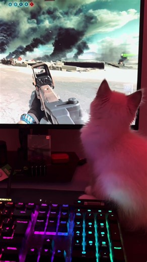 Catfield 🙀🐾 #battlefield6 #battlefield