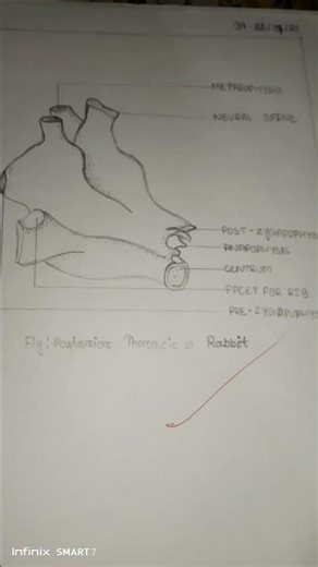 posterior thoracic of rabbit diagram 🎀#practical #studynotes #zoology #science #youtubeshorts