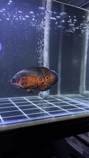 Understanding Oscar Fish Behavior in Aquariums