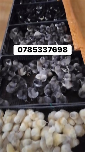 Pui Australorp Negru Albastru Splash | Catalin Ionut David