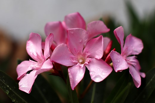 キョウチクトウ(夾竹桃)の花言葉｜花言葉の由来は？毒があるの？ | HanaSaku
