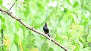 Indian robin or Copsychus fulicatus bird. It is a species of passarine bird in the family Muscicapidae. It is widespread in the Indian subcontinent and ranges across Bangladesh, Bhutan, India, Nepal.