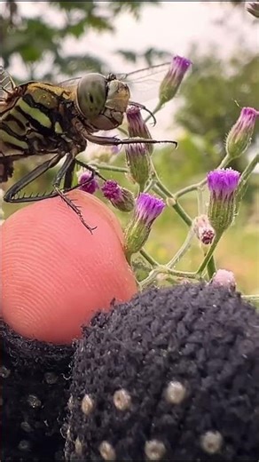 Catching insects in the garden got Mantis Caterpillars Larva WhiteTadpoles Betta fish #insects 085