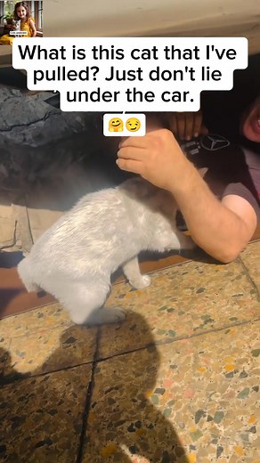 What is this cat that I've pulled? Just don't lie under the car.🤗😘 | cats addicted