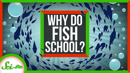 Why do fish school?