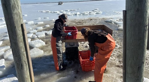 RI oyster farm still harvesting despite frigid winter
