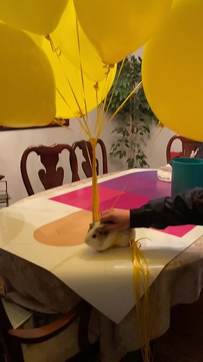 Birthday Celebration with Guinea Pig Cookies